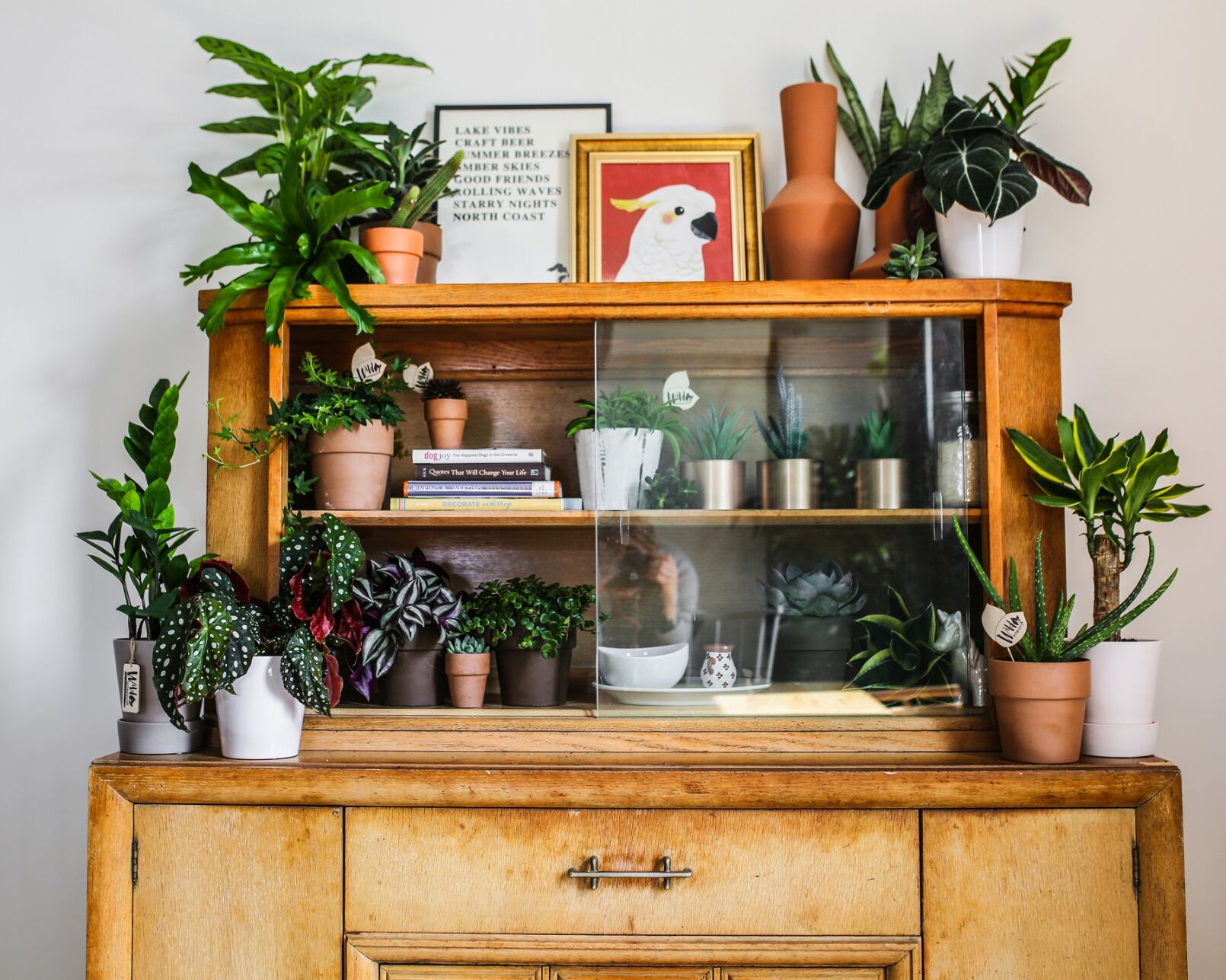 New to plant parenting? Here’s what you need to know